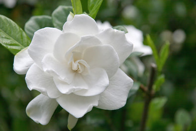 Gardenia is the most popular candle scent in New York